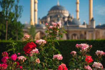 Pink flowering plants by historic building