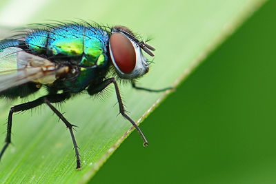 Close-up of fly on leaf