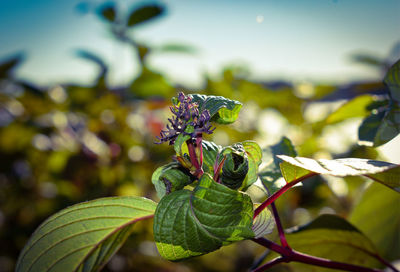 Close-up of insect on plant