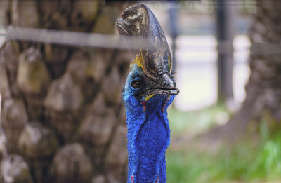 Close-up of a bird looking away