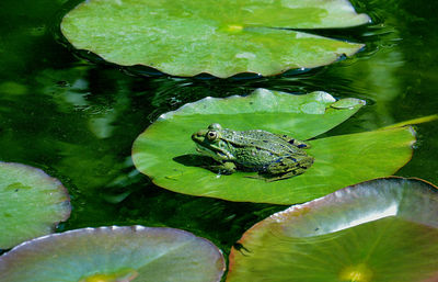 High angle view of green leaves floating on water