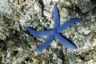 Close-up of turtle in sea