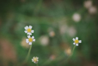Close-up of white flowering plant on field