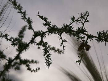 Low angle view of flowering plant against sky