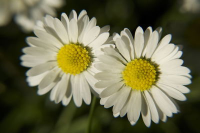 Close-up of fresh white daisy flowers