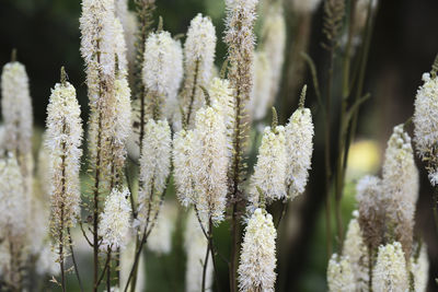 Close-up of snow on plant