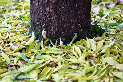 Close-up of fresh green tree trunk