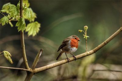 Bird perching on branch