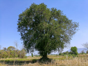 Trees on field against clear blue sky
