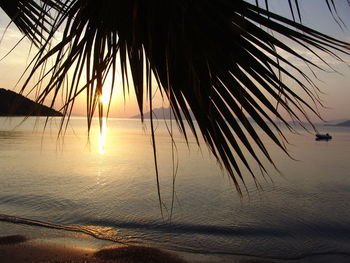 Silhouette palm trees on beach against sky during sunset