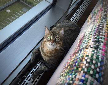 Portrait of cat