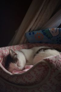 Close-up of cat sleeping