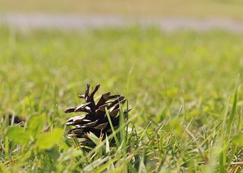 Close-up of plant growing on grassy field