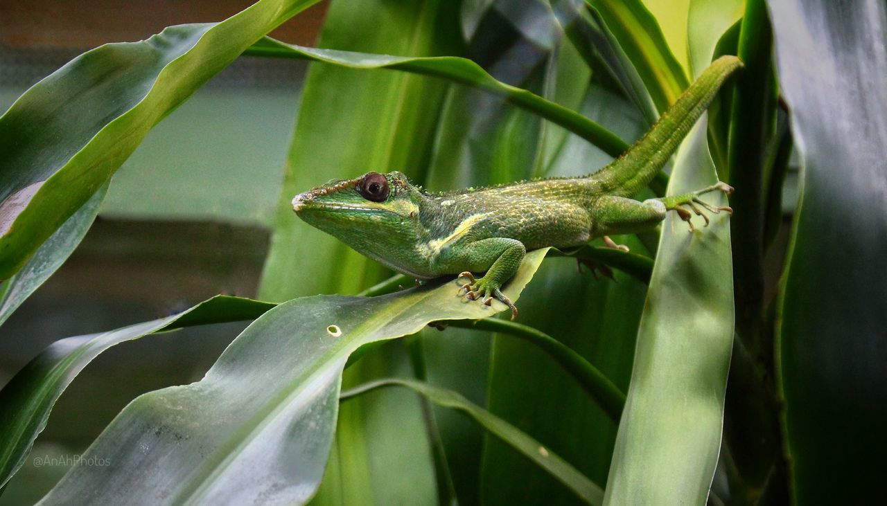 one animal, animal themes, green color, animals in the wild, reptile, lizard, nature, no people, animal wildlife, plant, growth, day, close-up, outdoors, iguana, chameleon