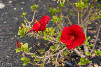 Close-up of red flowering plant