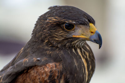 Close-up of eagle looking away