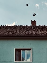 Low angle view of birds flying against sky