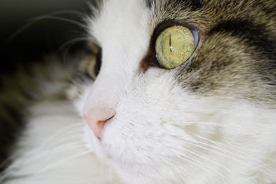 Close-up portrait of cat