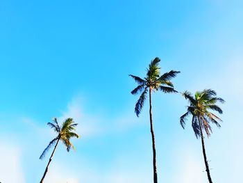 Low angle view of palm tree against blue sky