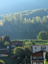 Trees and buildings in city against sky