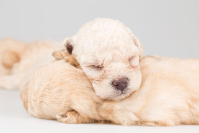 Close-up of a sleeping puppy