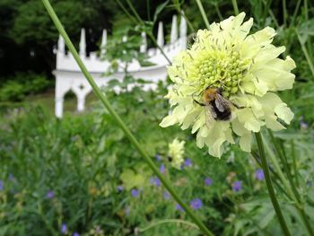 Close-up of bee pollinating flower
