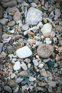 Full frame shot of seashells on beach