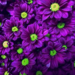 Full frame shot of purple flowering plants