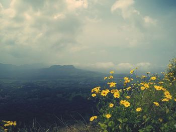 Yellow flowering plants on field against sky