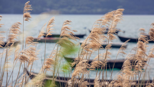 Close-up of plants against sea