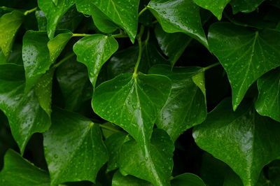 Full frame shot of green leaves