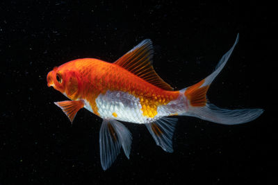 Close-up of fish swimming in sea