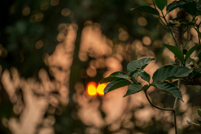 Close-up of orange leaves on tree