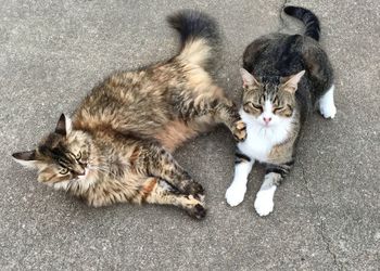 High angle portrait of cat sitting on street