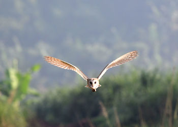 Portrait of beautiful barn owl flying