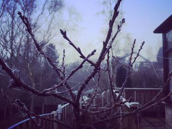 Low angle view of bare tree against sky