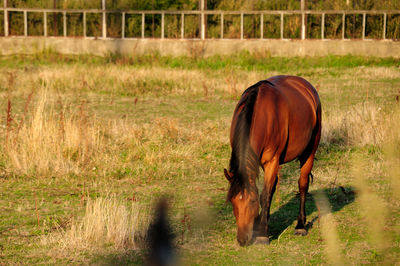 Horse grazing in a field