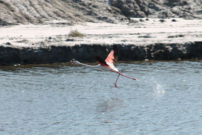 View of a bird flying over lake