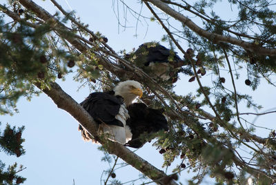 Low angle view of eagle perching on tree against sky