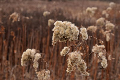 Close-up of plants on snow field