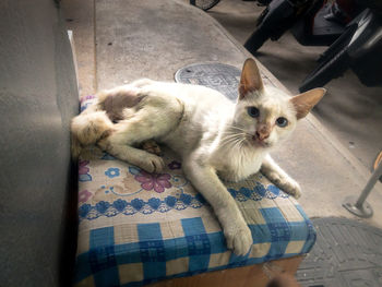 High angle view of a cat resting at home