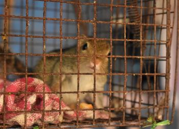 Squirrel in cage