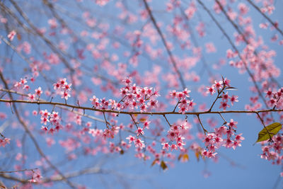 Low angle view of pink cherry blossoms against sky