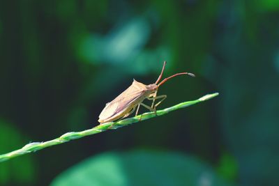 Close-up of grasshopper