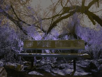 Trees in winter