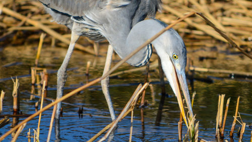 Close-up of heron in lake