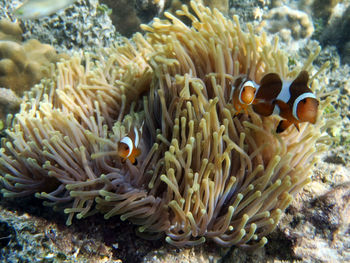 Close-up of fish underwater