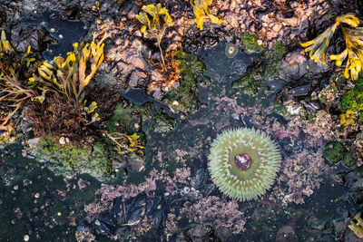 High angle view of succulent plant on field