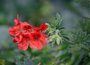 Close-up of red flower