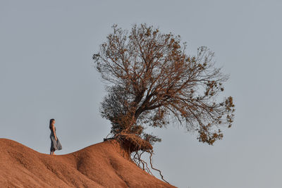 Low angle view of tree against clear sky